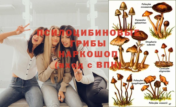 стафф Нефтегорск